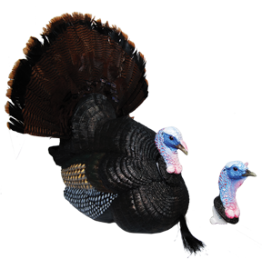PEEPN TOM TURKEY DECOY