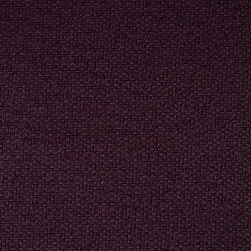 Stella Violeta