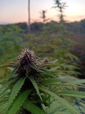 Purple Mexican (3 x Regular Seeds)