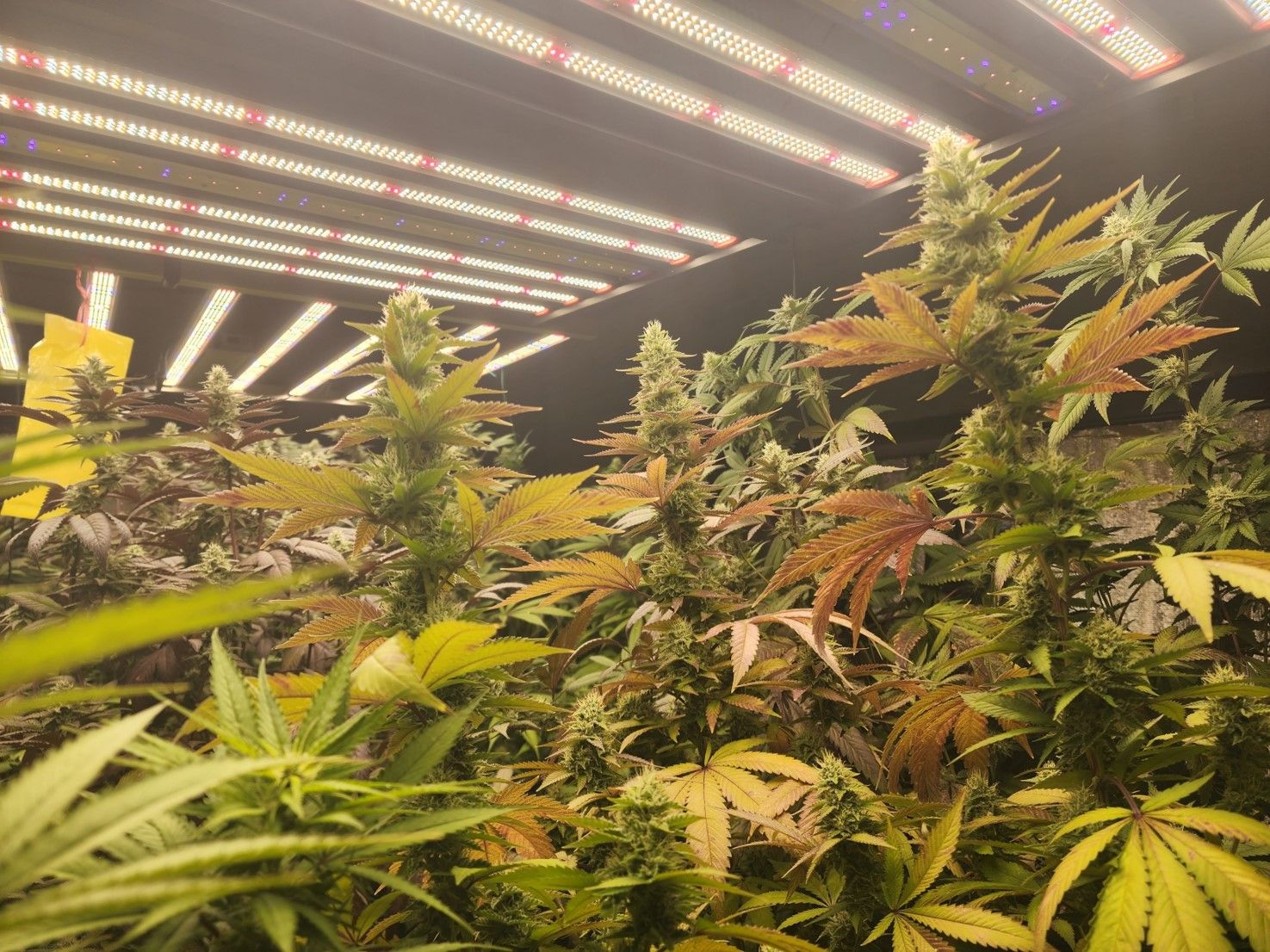 Turkish Strain Indica (3 x Feminized Seeds)