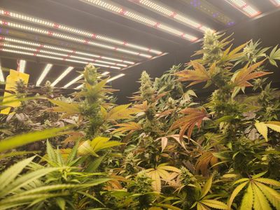 Turkish Strain Indica (3 x Feminized Seeds)
