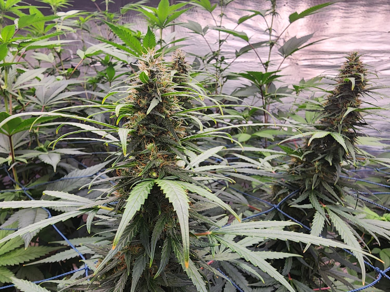 Turkish Strain Hybird (3 x Regular Seeds)