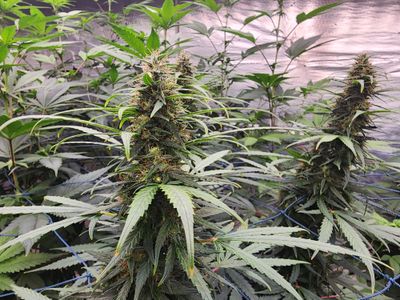 Turkish Strain Hybird (3 x Regular Seeds)