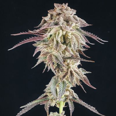 Roasted Garlic Margy Strain (3 x Feminized Seeds)