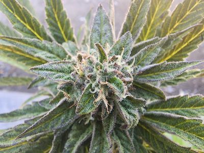 Tom&#39;s Spider (3 x Regular Seeds)