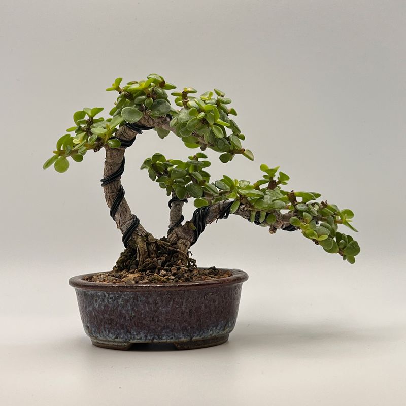Dwarf Jade (Portulacaria afra) Bonsai Tree by Little Jade Bonsai