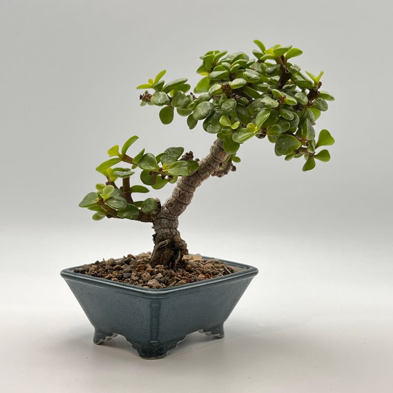 Mame Dwarf Jade (Portulacaria afra) bonsai tree by Little Jade Bonsai