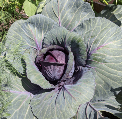 Cabbage, Ruby Perfection