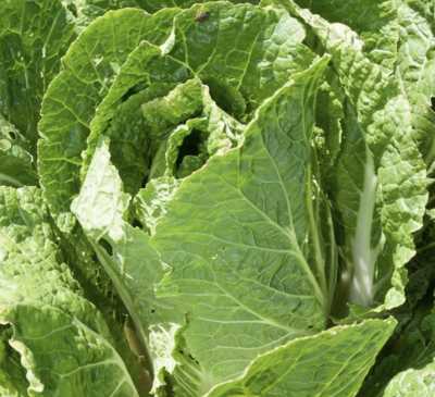 Cabbage, Napa Bilko