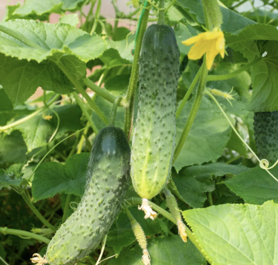 Cucumber, Bush Pickle