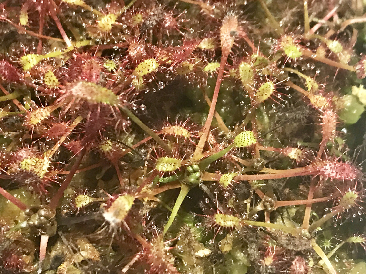 Drosera linearis The Slenderleaf Sundew