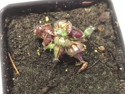 Cephalotus "Hummers Giant" Clone