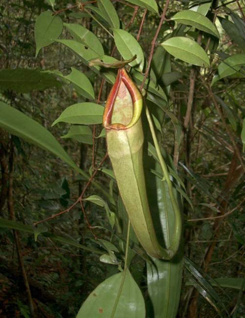 Nepenthes longfolia SG