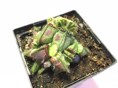 Cephalotus follicularis (Albany pitcher plant)