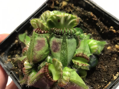 Cephalotus Carnivorous plants for sale Canada