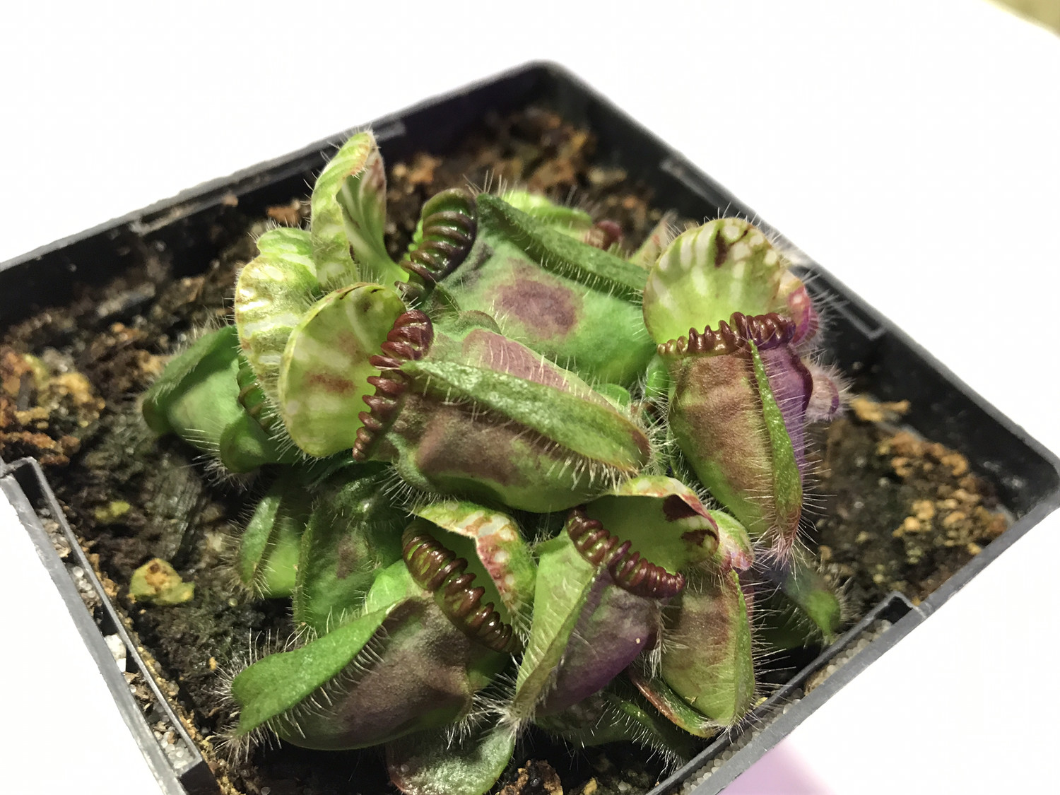 Cephalotus Carnivorous plants for sale Canada