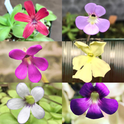 Pinguicula Lovers Carnivorous Plant Starter Kit (Now 8 Butterworts)