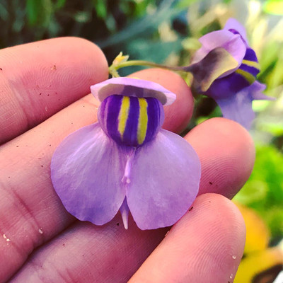 Utricularia reniformis x nelumbifolia Seed grown 