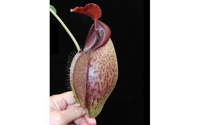 Nepenthes spathulata x aristolochioides BE-3896