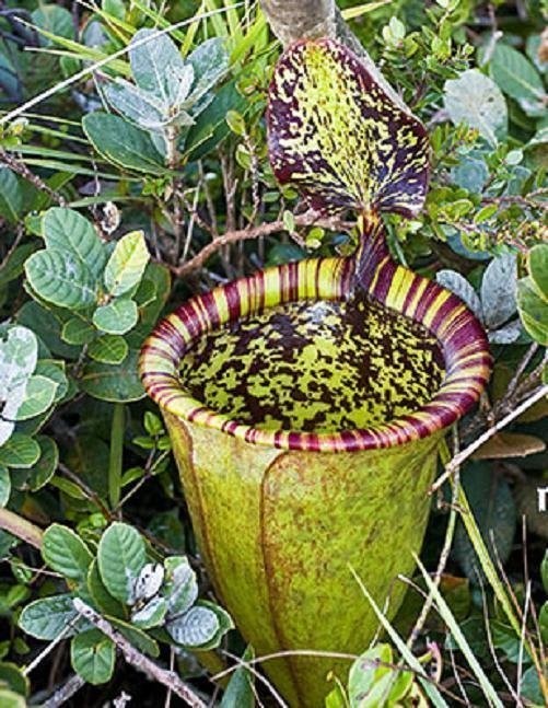 Nepenthes attenbourghii BE-3693 (Small)
