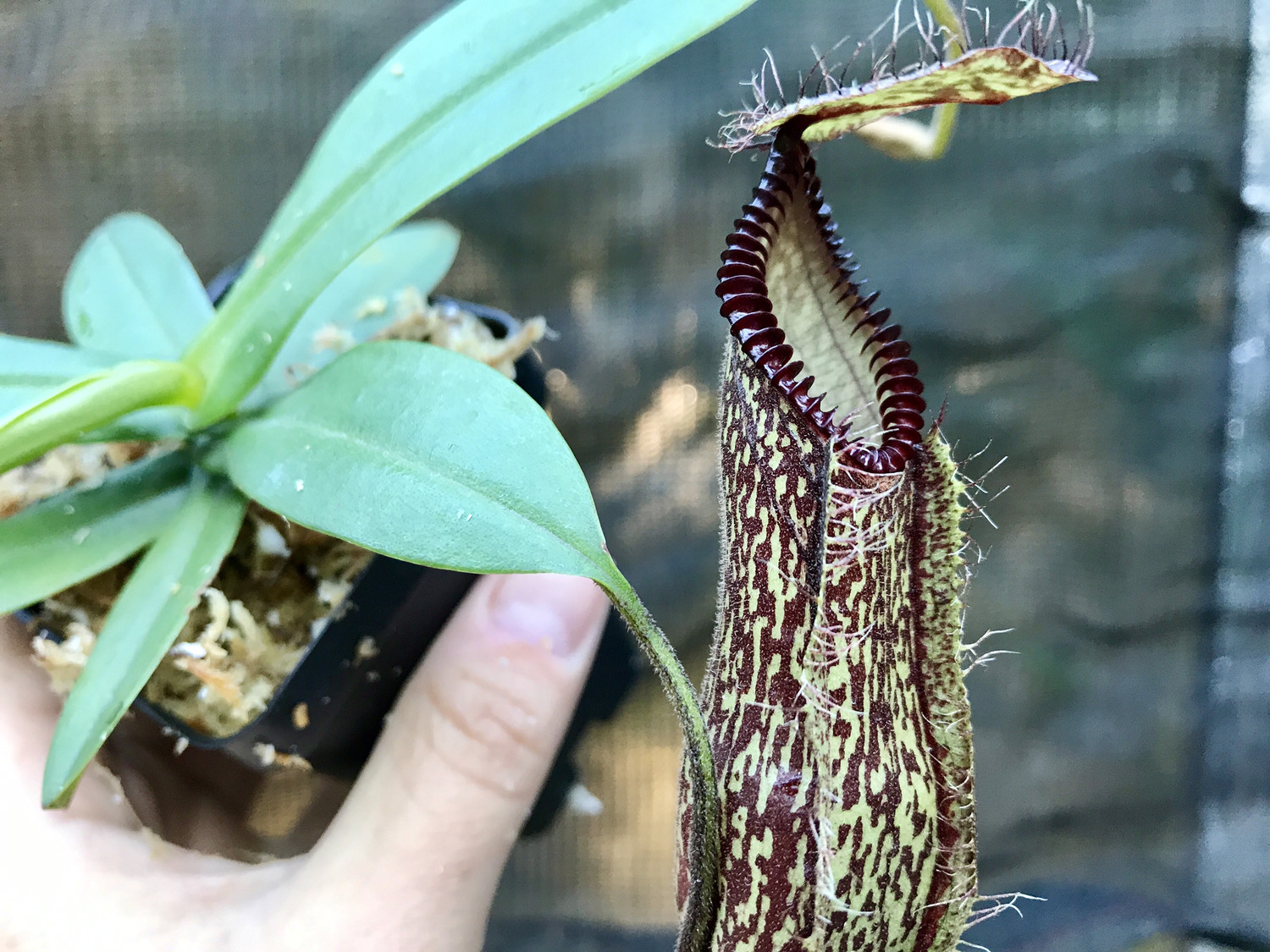Nepenthes hamata Gng. Lumut BE-3380 Big Specimen Plants!