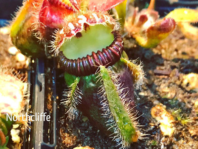 Cephalotus -Northcliffe