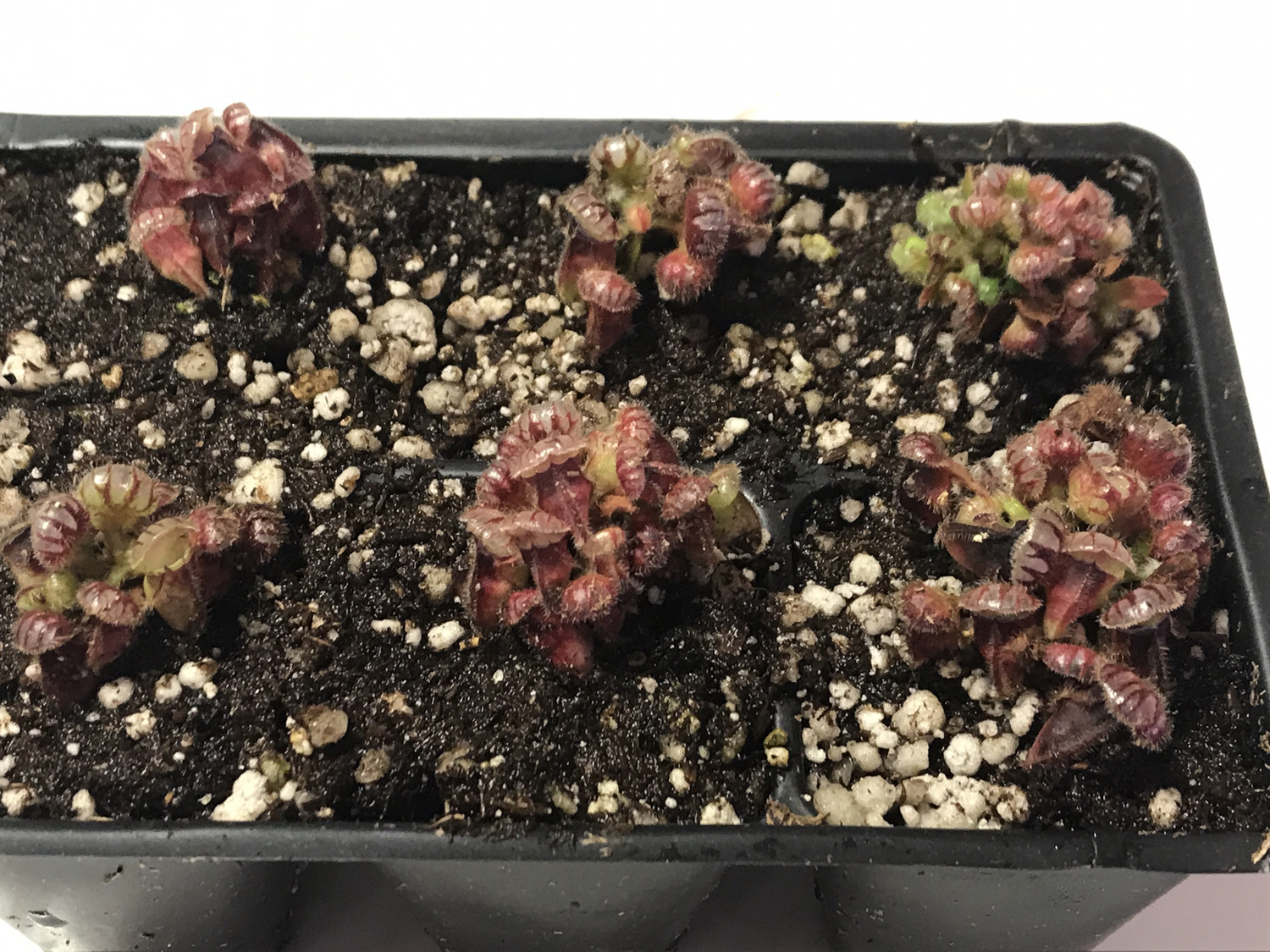Cephalotus -Northcliffe