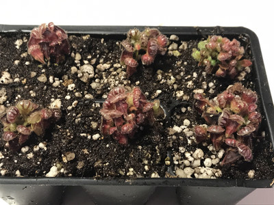 Cephalotus -Northcliffe