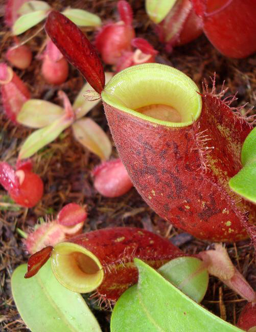 Nepenthes ampullaria Lime twist BE-3390 (Juvenile Pitchers)