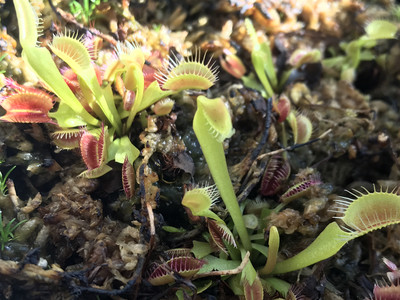Dionaea muscipula Typical Venus Flytrap (small)