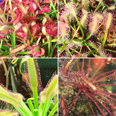 Drosera capensis Lovers Starter Kit (4 Sundews)