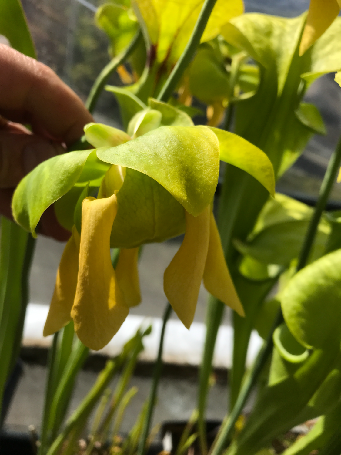 Sarracenia flava Milton Fl. (Assorted Varieties) 