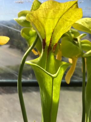 Sarracenia flava var. rugelii Milton Fl.