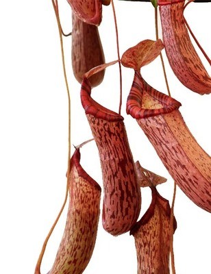 Nepenthes spectabilis x ventricosa BE-3745 (Medium) 