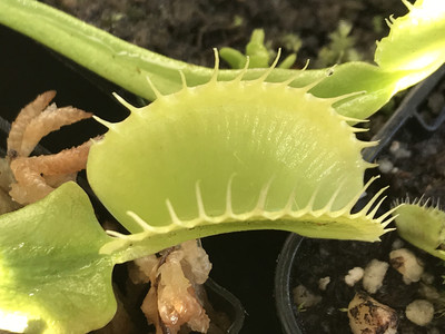 Dionaea muscipula &quot;Green Giant&quot; Venus Flytrap (small)