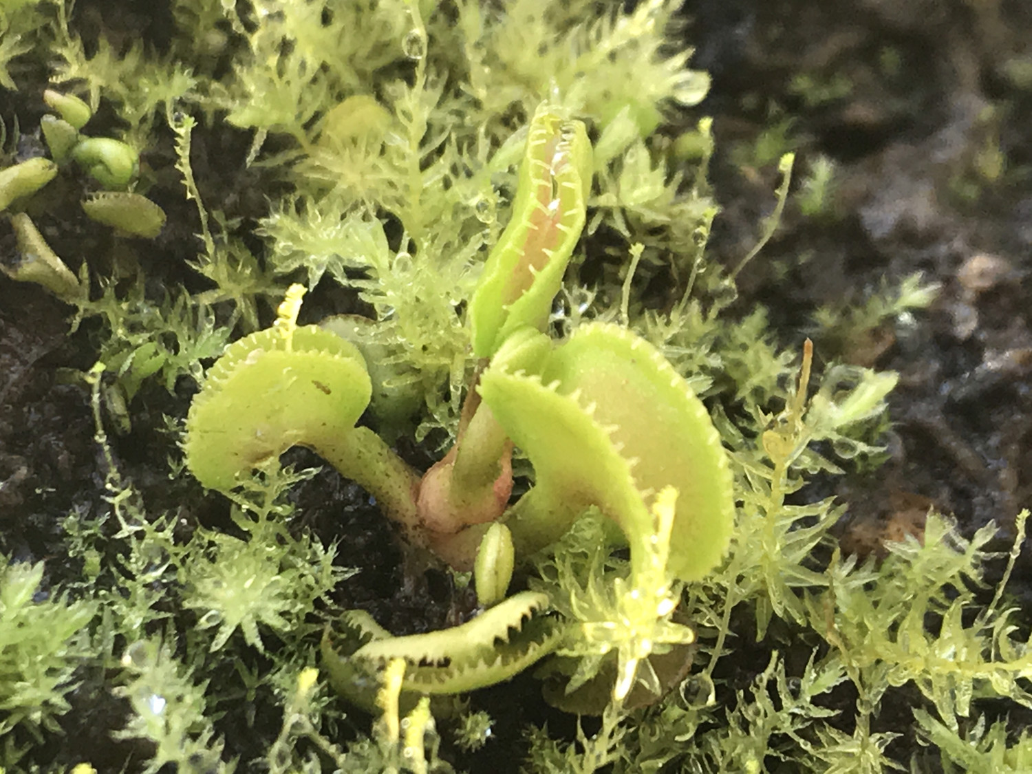 Dionaea muscipula "CUDO" (Pygmy) Venus Flytrap
