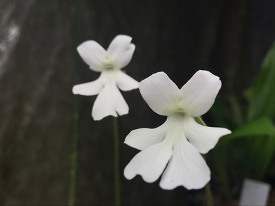 Pinguicula moranensis var. alba form - Molango, Mexico (1+ Plants Blooming Size)