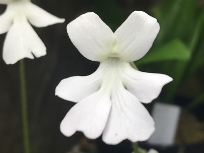 Pinguicula moranensis var. alba form - Molango, Mexico (1+ Plants Blooming Size)