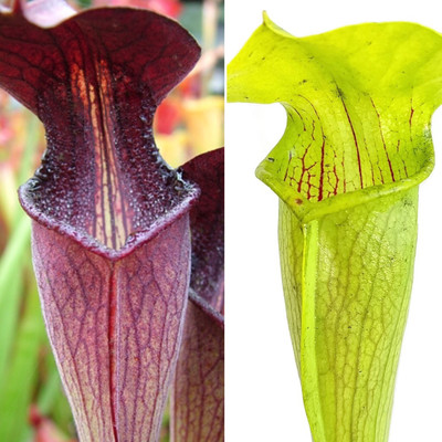Sarracenia  alata Areolate Form X Blacktube, Pubescens