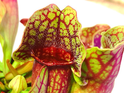 Sarracenia purpurea sub sp. purpurea (Small) 