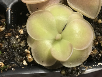 Pinguicula ehlersiae x ? (Medium)