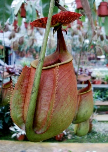 Nepenthes bicalcarata Marudi (Large)