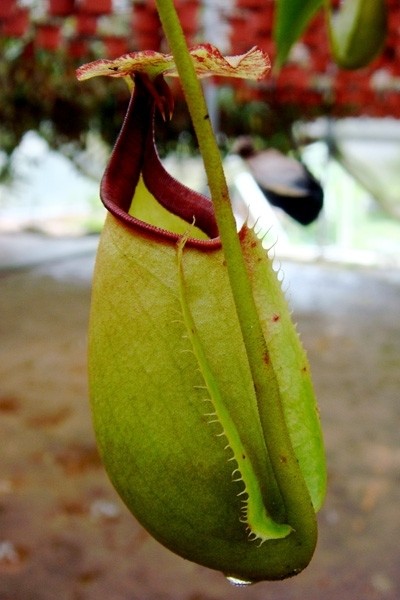 Nepenthes bicalcarata Sri Aman -