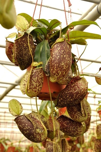 Nepenthes x Hookeriana (Large) Really nice!