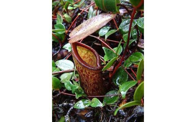 Nepenthes lamii