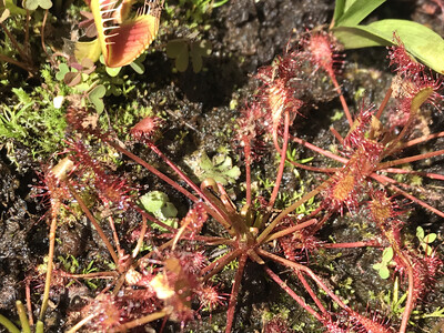 Drosera intermedia The Oblong-Leaved Sundew