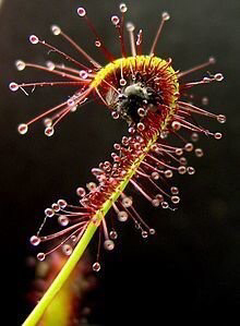 Drosera capensis "Big Pink " Cape Sundew