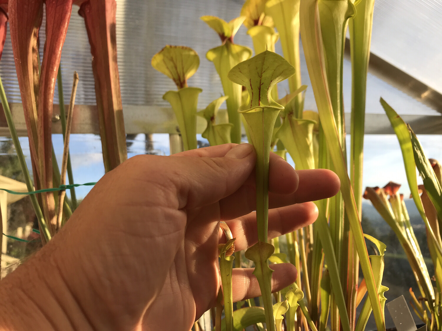 Sarracenia flava -Assorted  Green Forms