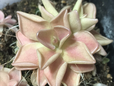 Pinguicula “Pirouette” (Medium)