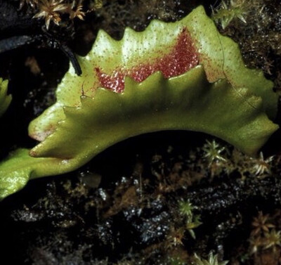 Dionaea muscipula ‘Wacky Traps’ Venus Flytrap (small)